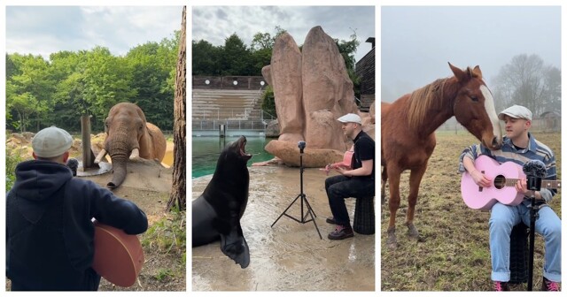 Музыка, которая объединяет людей и животных