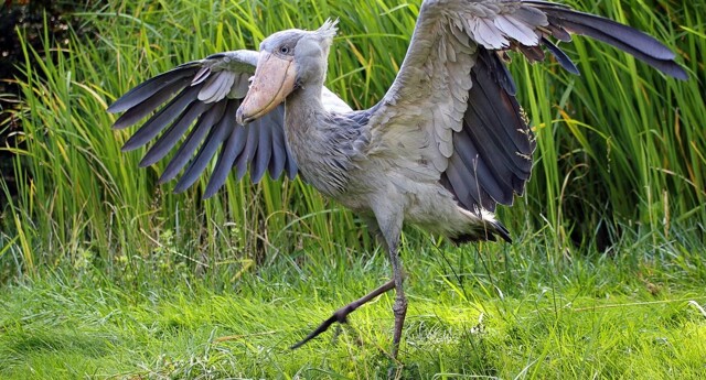 Китоглавы не сразу осваивают искусство балансирования на одной ноге