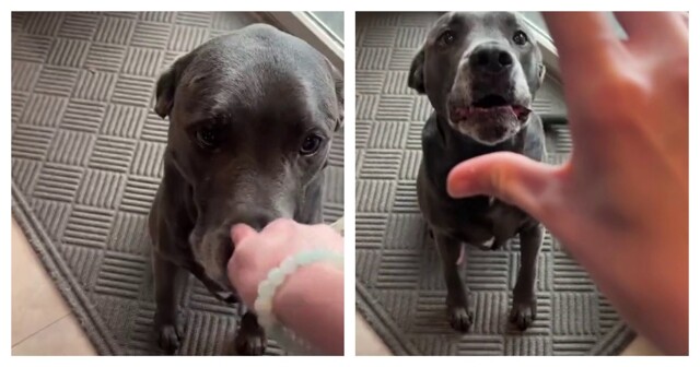 Хозяйка «ворует» нос у пса