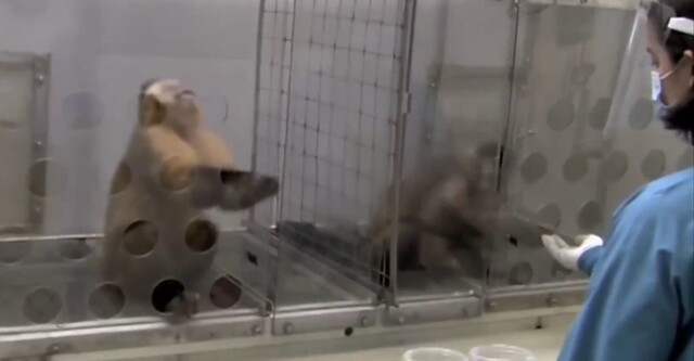 Обезьяна испытала чувство несправедливости