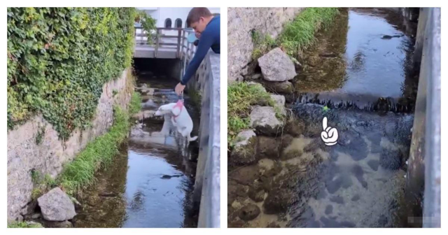 Миссия невыполнима: собачья версия