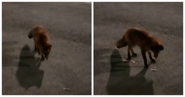 Лисица заинтересовалась недокуренной сигаретой