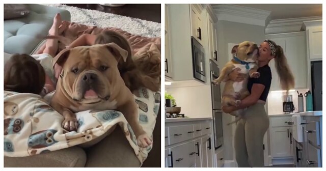 Самый счастливый пёс