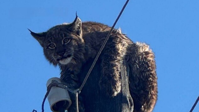 В Забайкалье рысь застряла на столбе