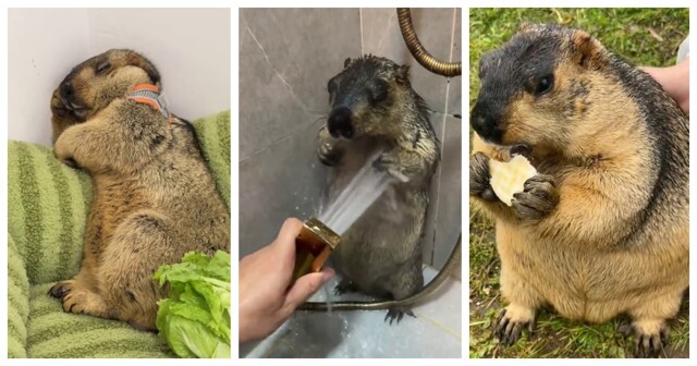 Из жизни сурков