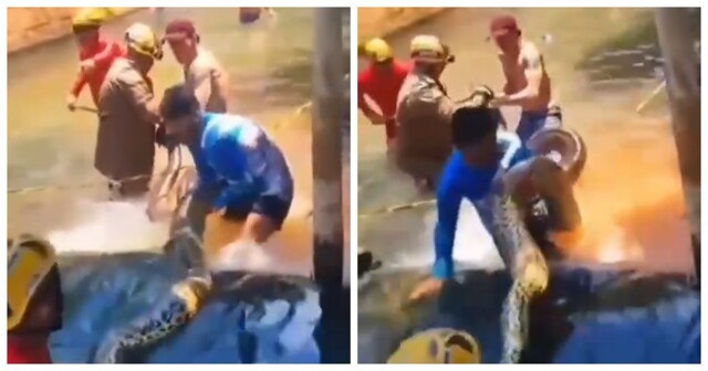 В Бразилии из бассейна вытащили пятиметровую анаконду