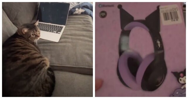 Кот невзлюбил наушники с ушками