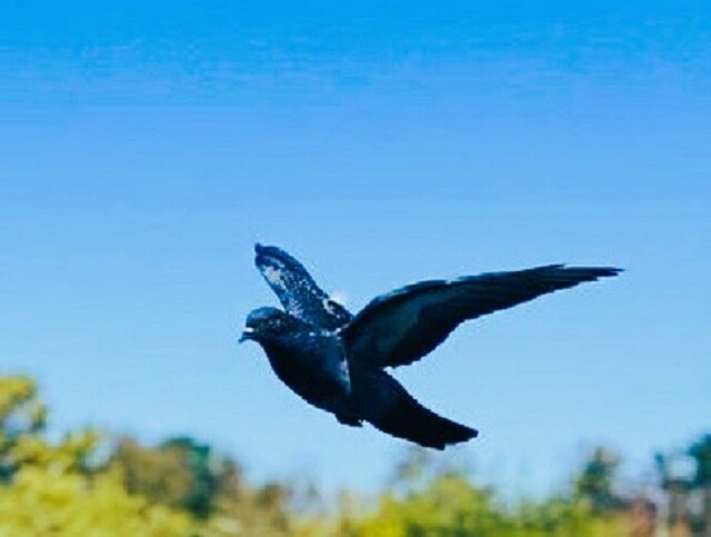 Голуби в городе