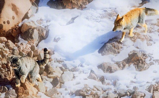 Тибетская лиса пожалела, что зашла на территорию манула