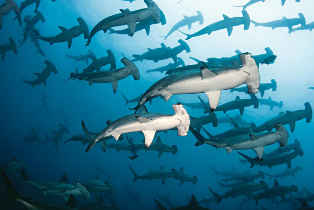 Акула-молот:  неразгаданное жуткое явление океана