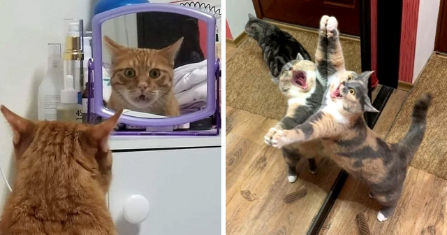 15 фотографий, которые доказывают, что котики и зеркала — это идеальное сочетание