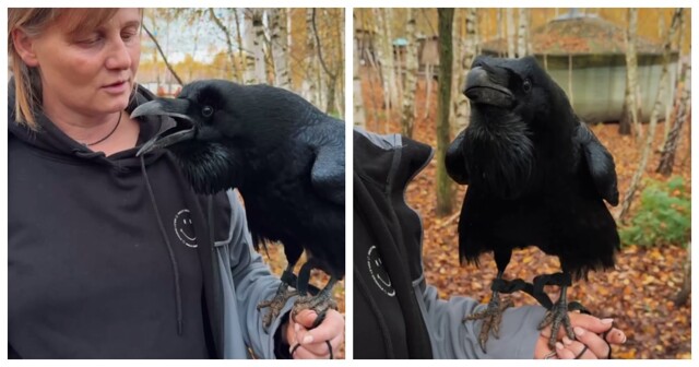 Болтливый ворон Карлуша