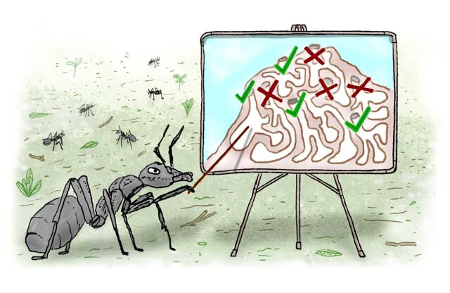 Умнее людей: муравьи устанавливают "социальную дистанцию" во время эпидемии