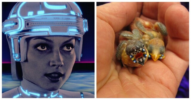 10 фактов о снежных ангелах, смелых людях, вечных часах и других потрясающих механизмах человечества и природы