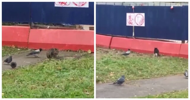 Пернатая банда задирает котов