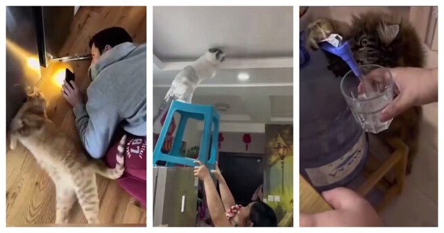 Пушистые помощники