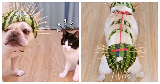 Арбузная броня для пса