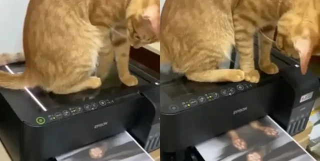 Кот отсканировал и распечатал своё изображение