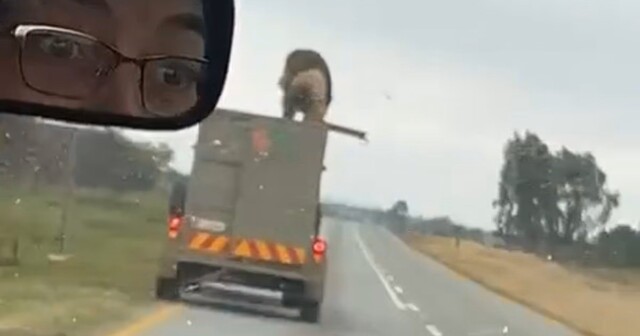 Лев проехался на крыше прицепа и сбежал