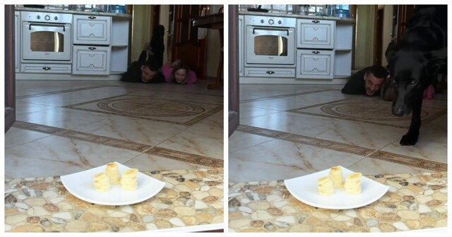 Собака перехитрила пару