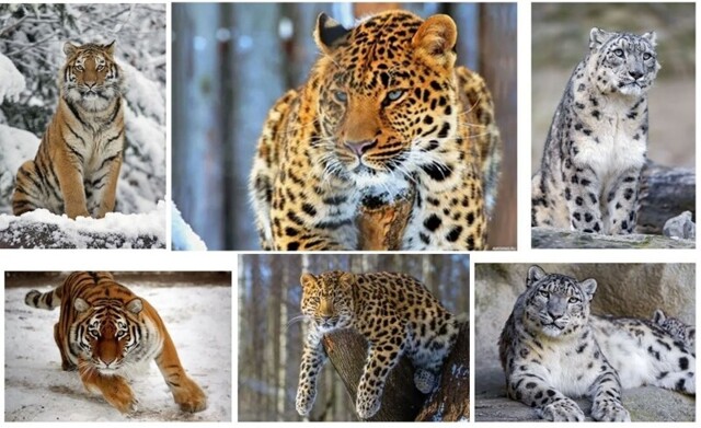 В России восстановили популяции амурского тигра, дальневосточного леопарда и снежного барса