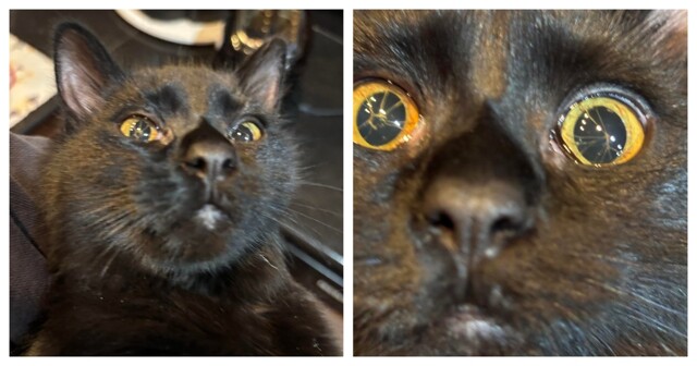 Кошка с редкой врождённой особенностью глаз