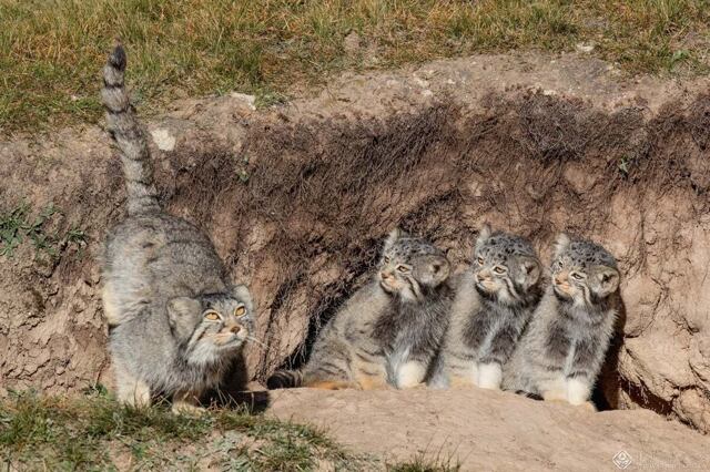 Манул: асоциальный мизантроп