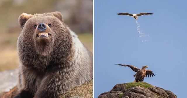 Конкурс комедийных фотографий дикой природы показал финалистов 2025 года