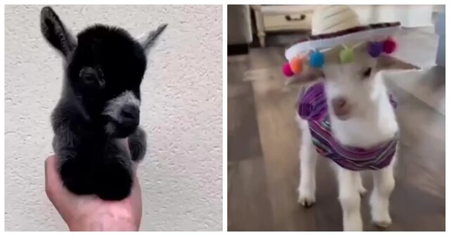 Карликовые козы становятся новыми домашними любимцами по всему миру