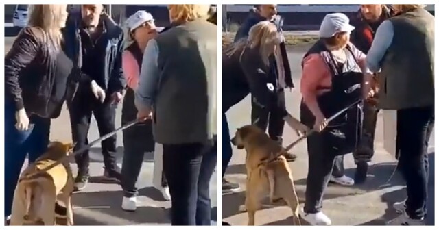 В Ставрополе зоозащитники отобрали собаку у службы отлова