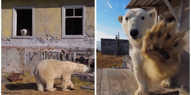 На Таймыре белые медведи атаковали метеостанцию