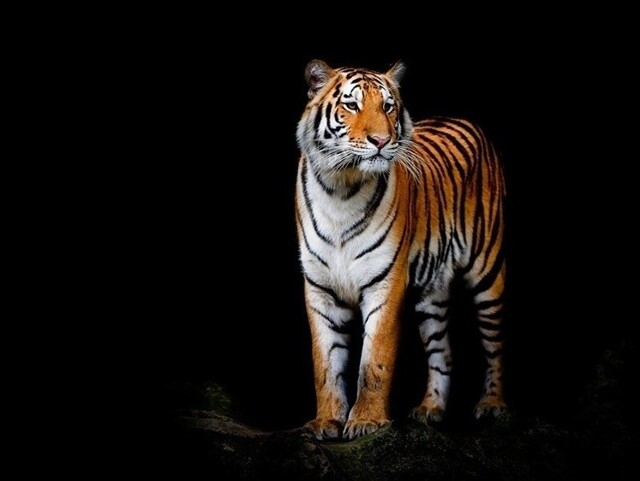 В Приморском крае тигр перекрыл дорогу к заправке