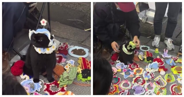 Модель для съемок одежды для домашних питомцев