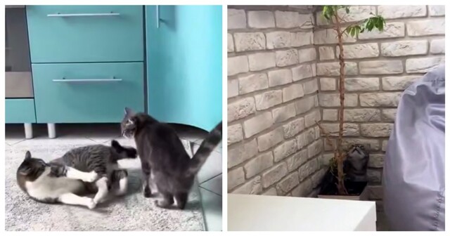 Девушка, страдающая котоголизмом