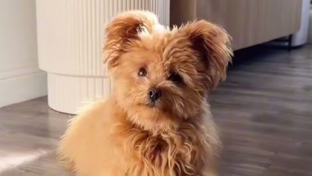 Очаровательный пёс породы Помапу