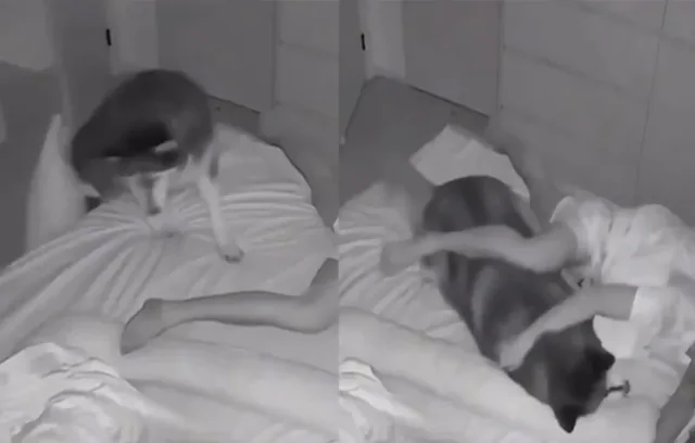 Пёс лёг в кровать хозяина, заменив собой одну из подушек