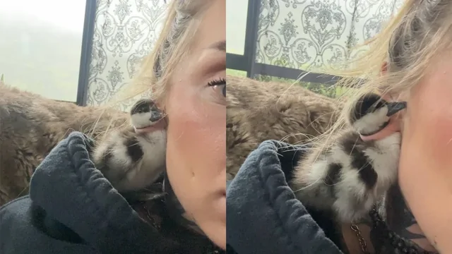 Необычный случай: утёнок спрятался в ухе женщины с туннелем