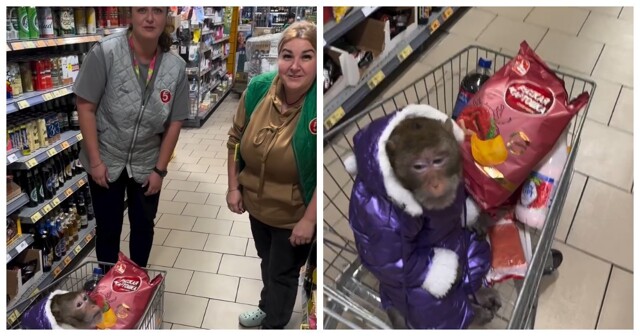 Обезьяна в «Пятёрочке»: зашла за чипсами, вышла с бананом