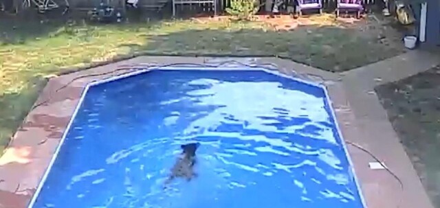 Американка обнаружила медведя, купающегося в её бассейне