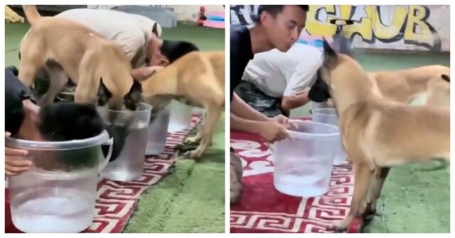 Собака поняла, что её хозяин жульничает