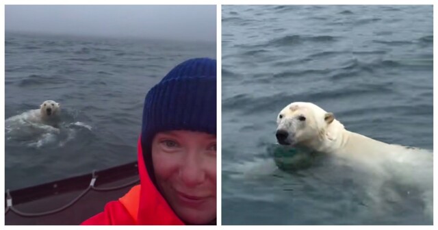 Женщина запечатлела белого медведя возле своей лодки