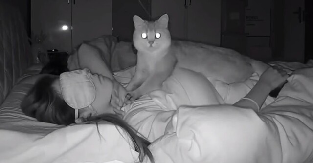 Бессонная ночь кота-массажиста