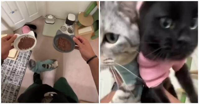 Странная привычка котов перед приемом пищи