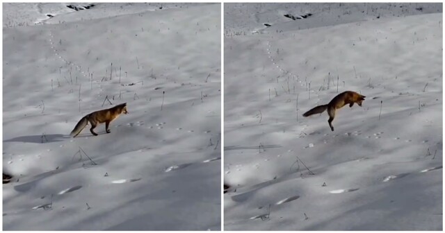 Лиса удачно "нырнула"