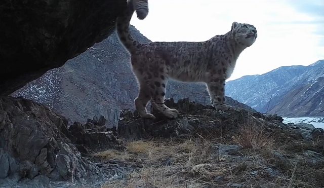Фотоловушки зафиксировали "пение" снежных барсов
