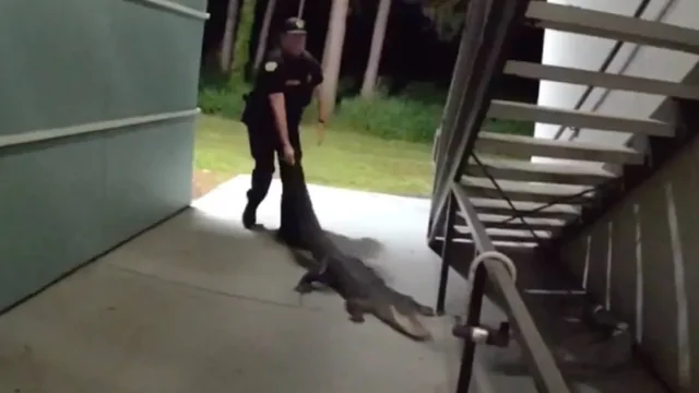 Необычная находка: аллигатор проник в жилой дом в Орландо