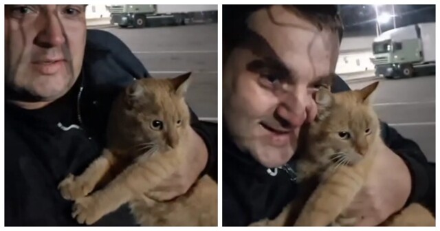 Дальнобойщик развелся с женой из-за пропавшего кота