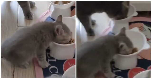 Заводила котёнка, а получила "мясорубку"