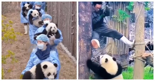 В Китае нянькам панд платят $3.000 в месяц