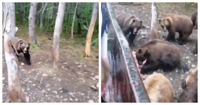 Мужчины подкармливают медведей в лесу